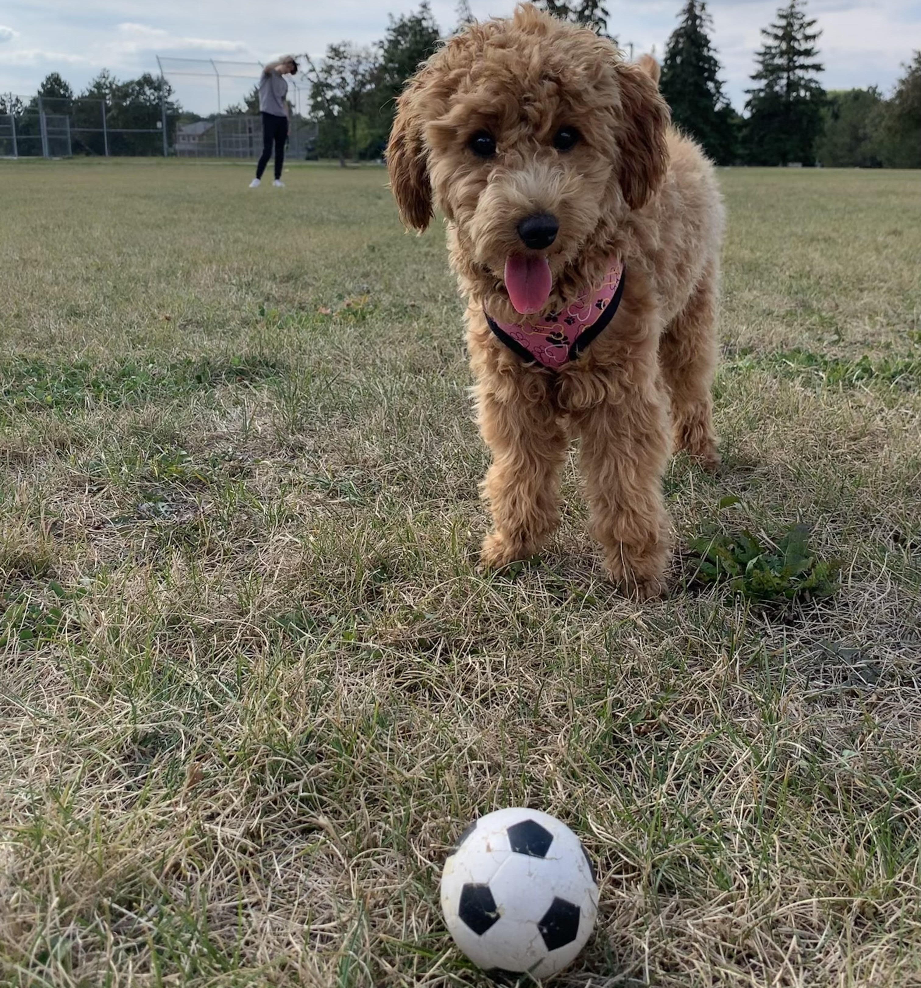 Dog with a soccer ball